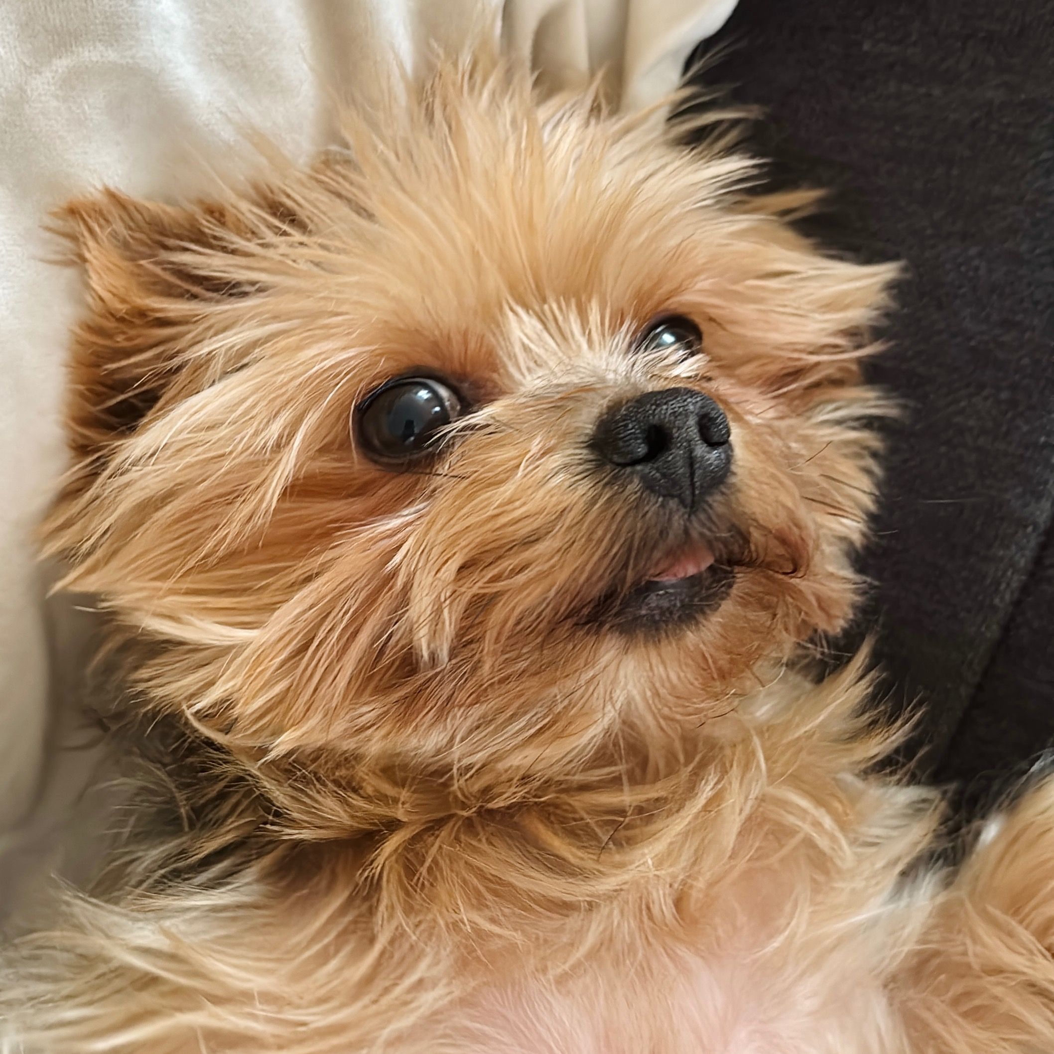 Soutěžní fotografie - Tessinka,  Český terier