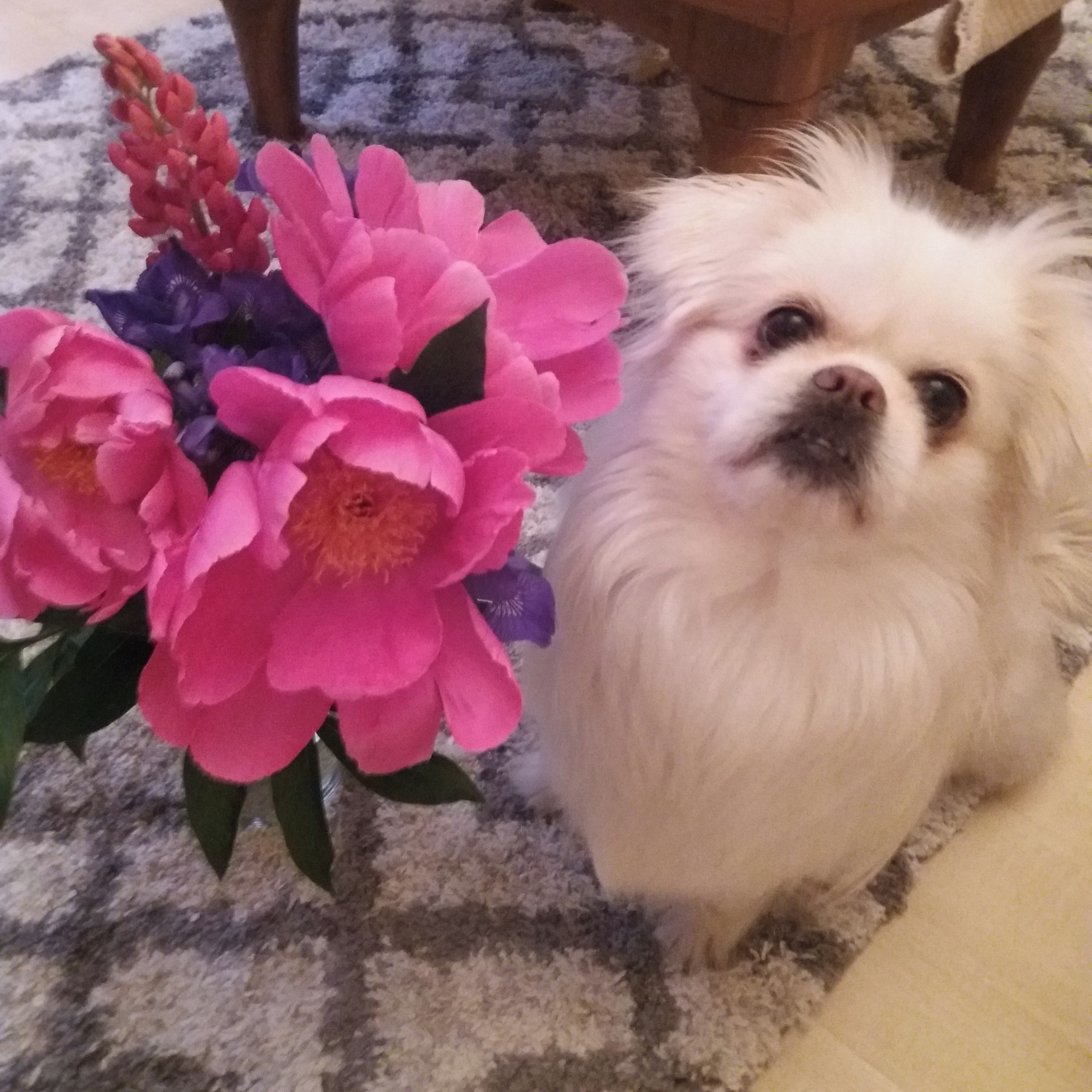 Soutěžní fotografie - Amálka,  Tibetský španěl