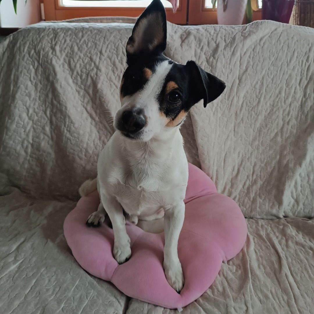 Soutěžní fotografie - Rossy,  Jack Russell Teriér