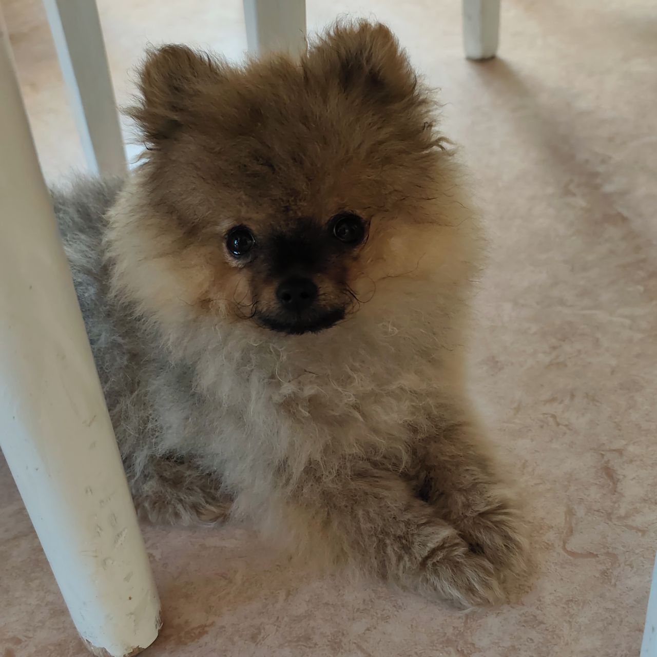 Soutěžní fotografie - Poppy,  Německý špic trpasličí