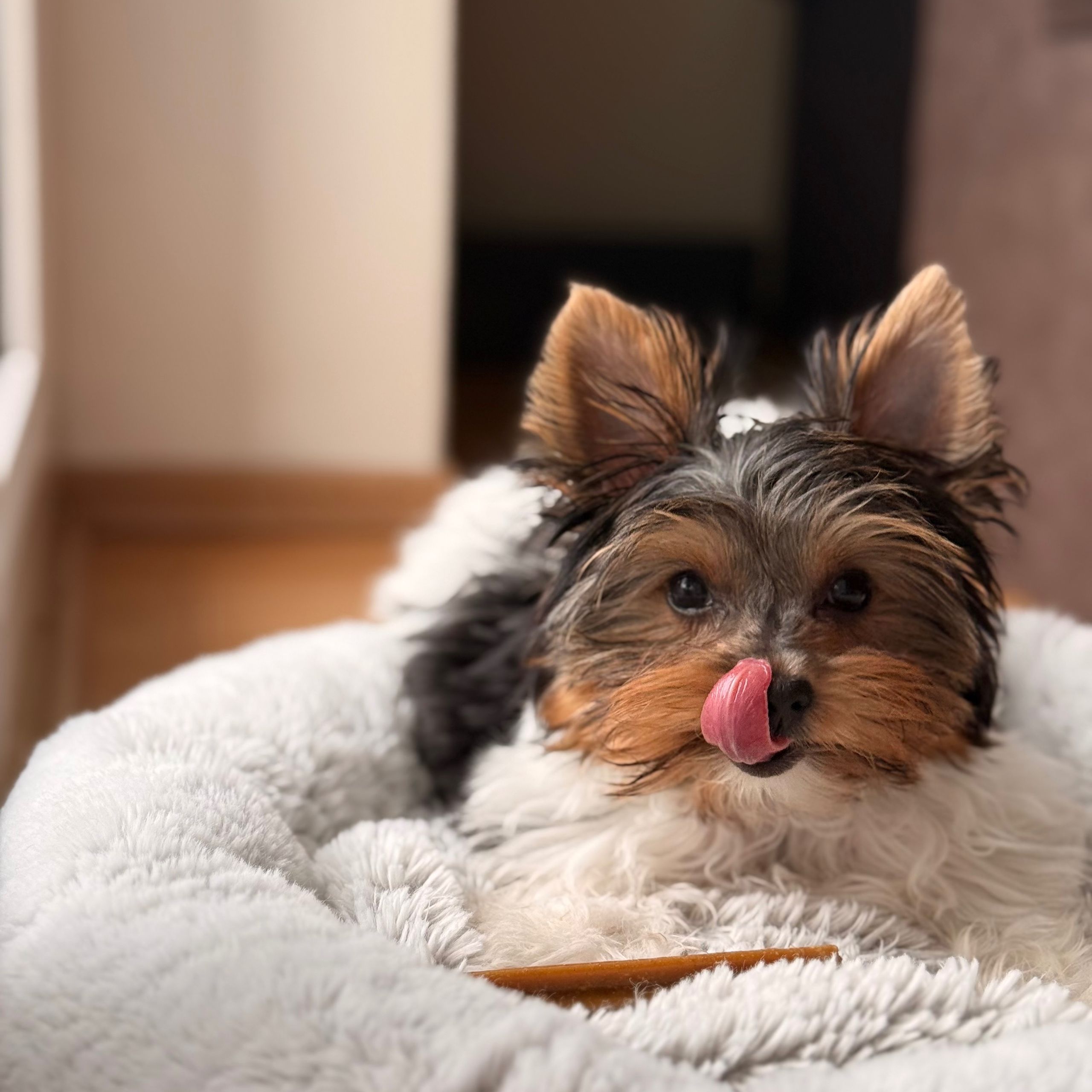 Soutěžní fotografie - Amy,  Yorkšírský terier