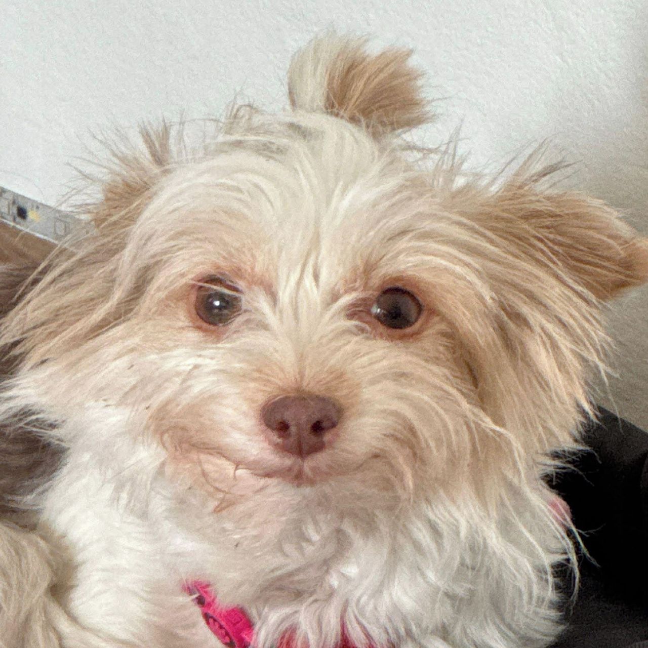 Soutěžní fotografie - Žofa,  Ostatní