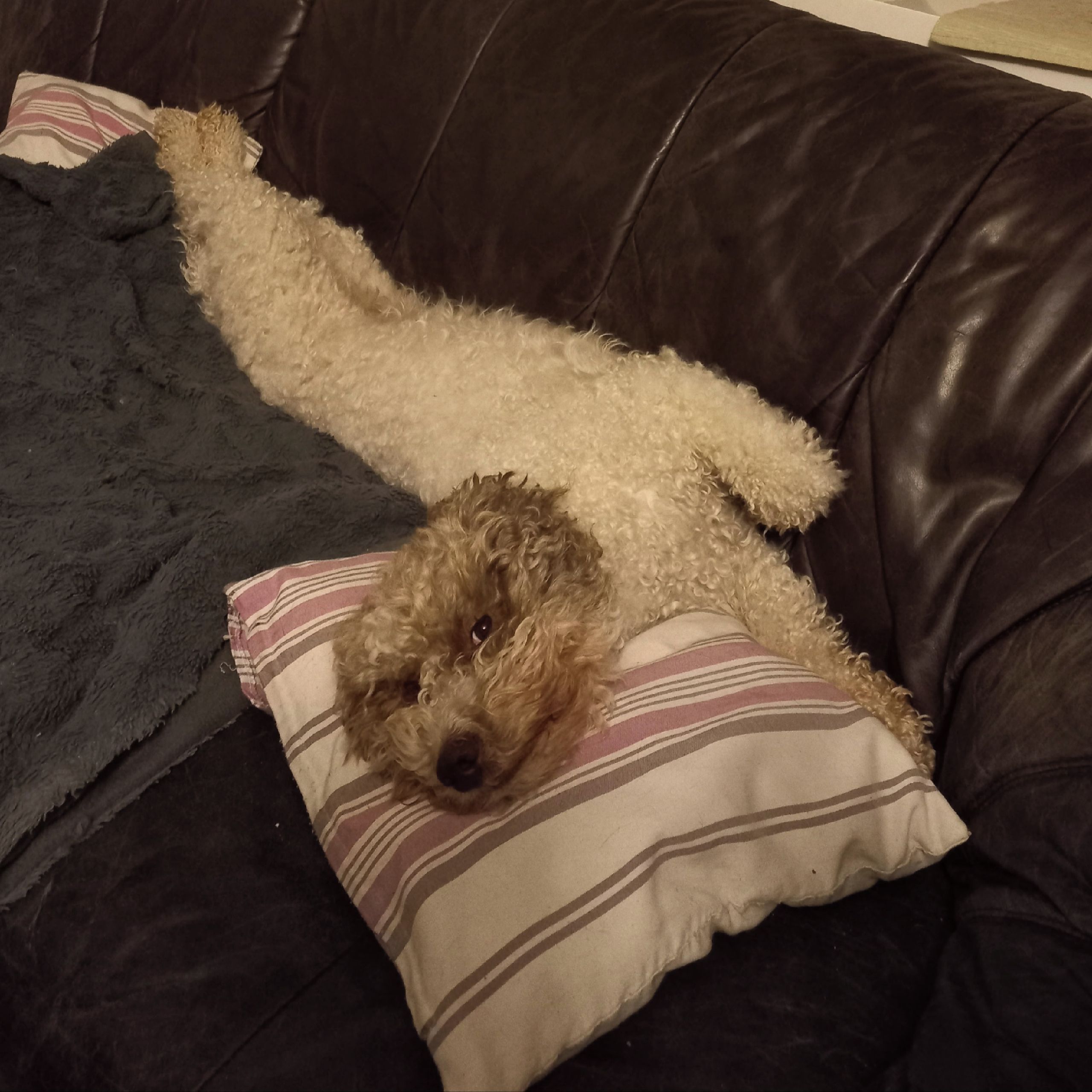 Soutěžní fotografie - Bertička,  Lagotto romagnolo