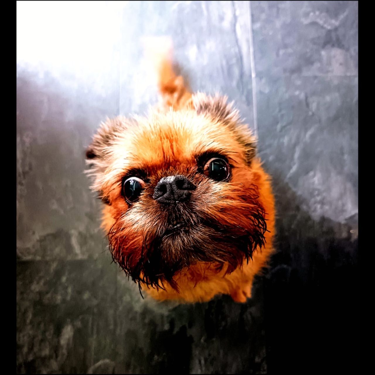 Soutěžní fotografie - Vlastík,  Bruselský grifonek