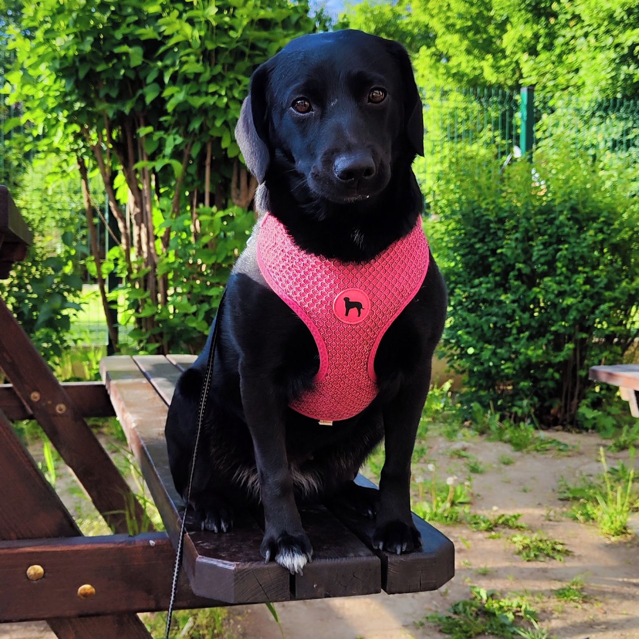 Soutěžní fotografie - Bibi,  Ostatní