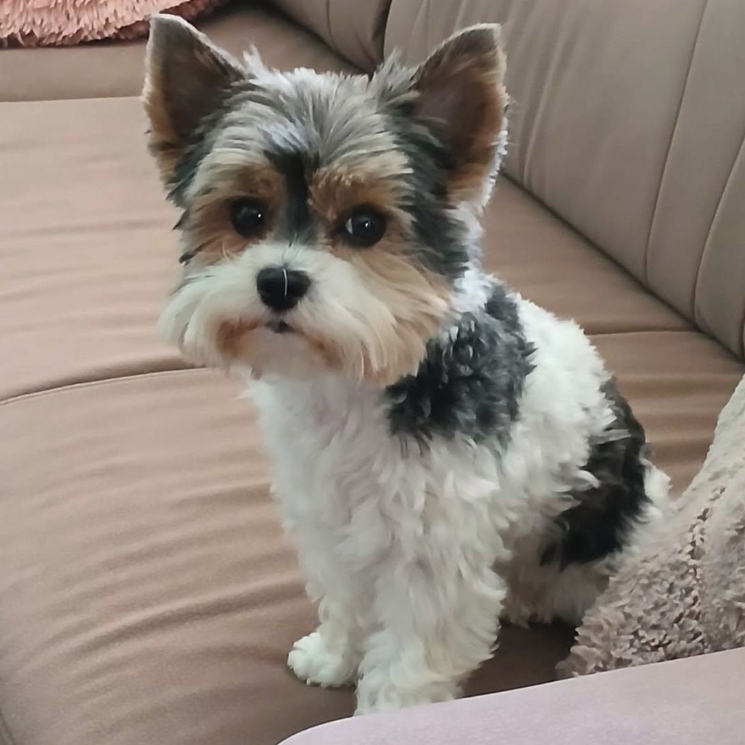 Soutěžní fotografie - Eimmi,  Yorkšírský terier