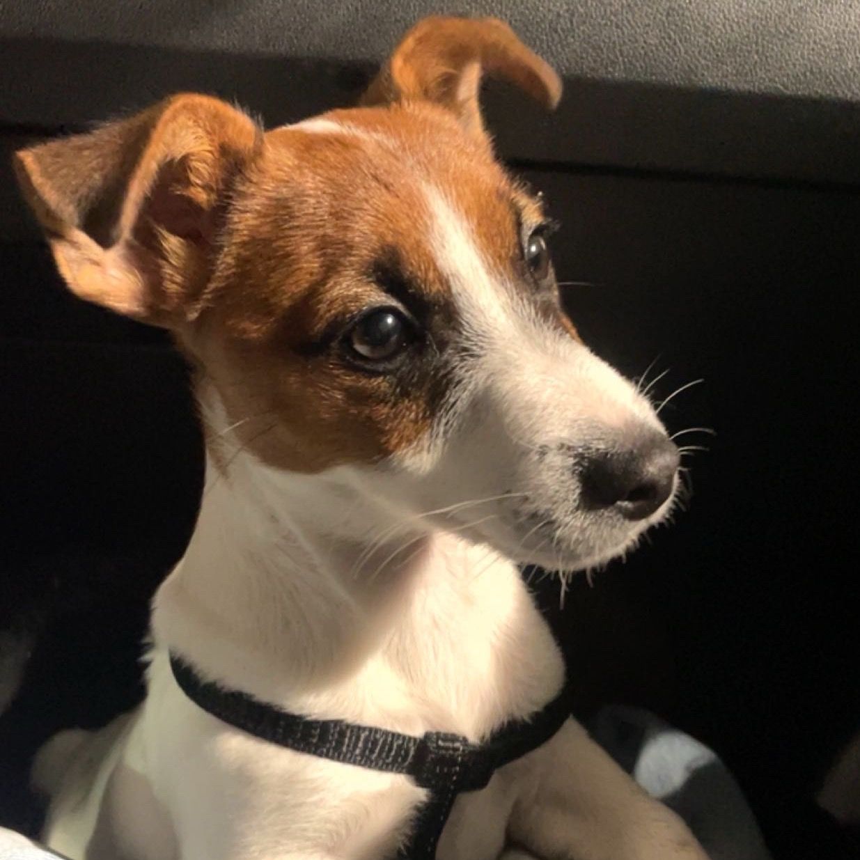 Soutěžní fotografie - Stormi,  Jack Russell Teriér