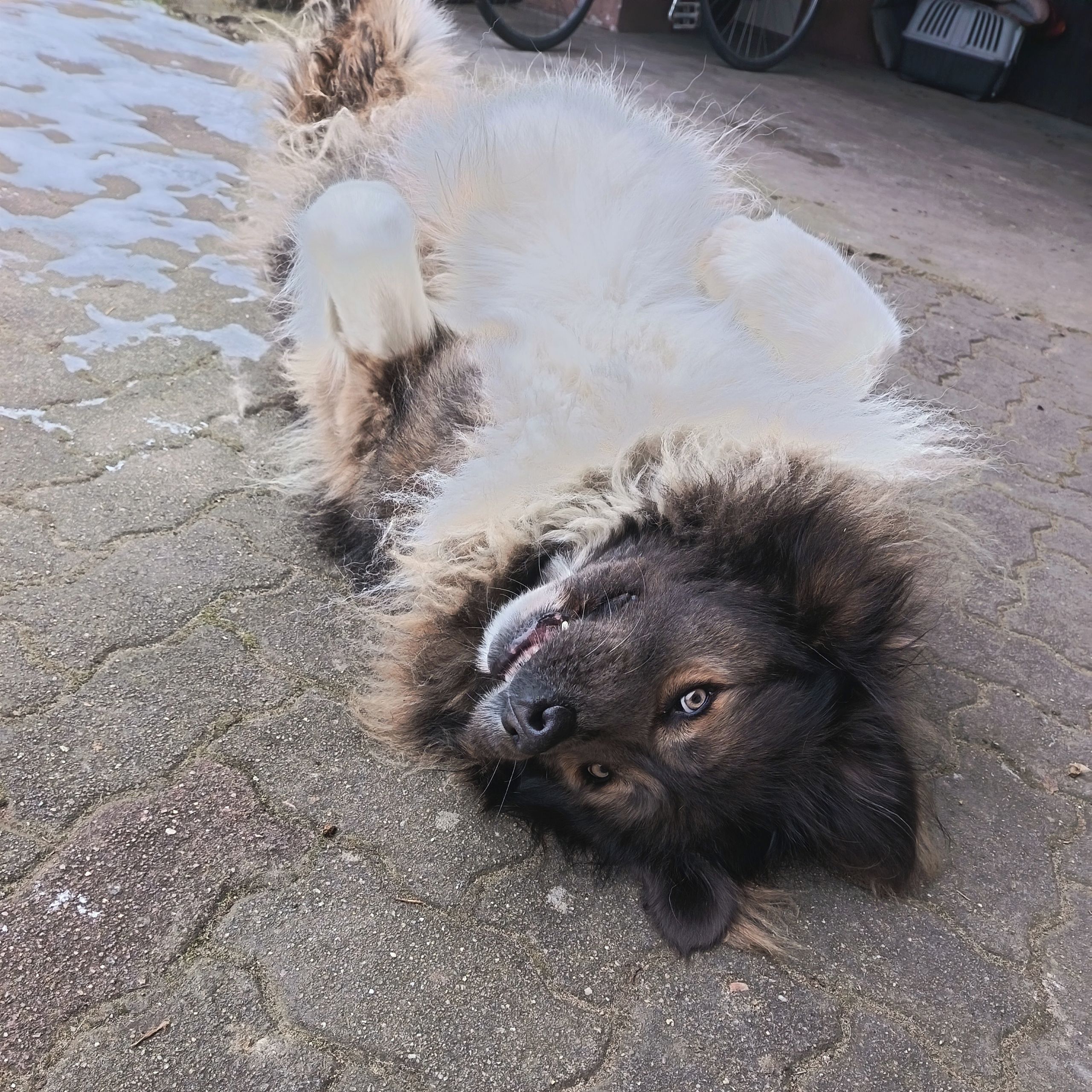 Soutěžní fotografie - Chika,  Kavkazský pastevecký pes