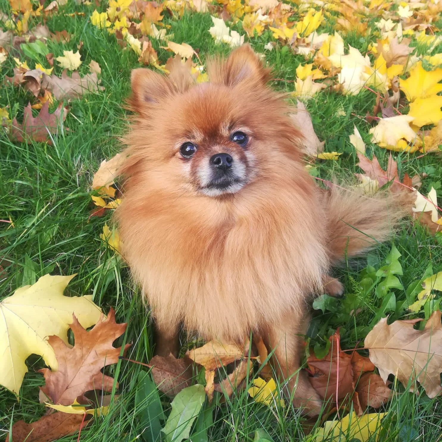 Soutěžní fotografie - Sisinka,  Německý špic trpasličí