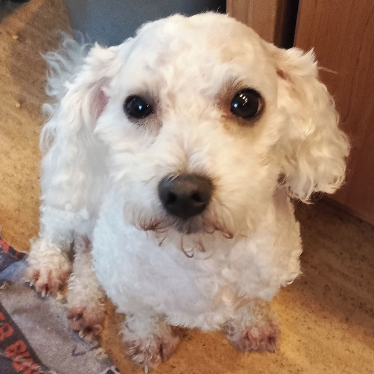 Soutěžní fotografie - Archie,  Bišonek