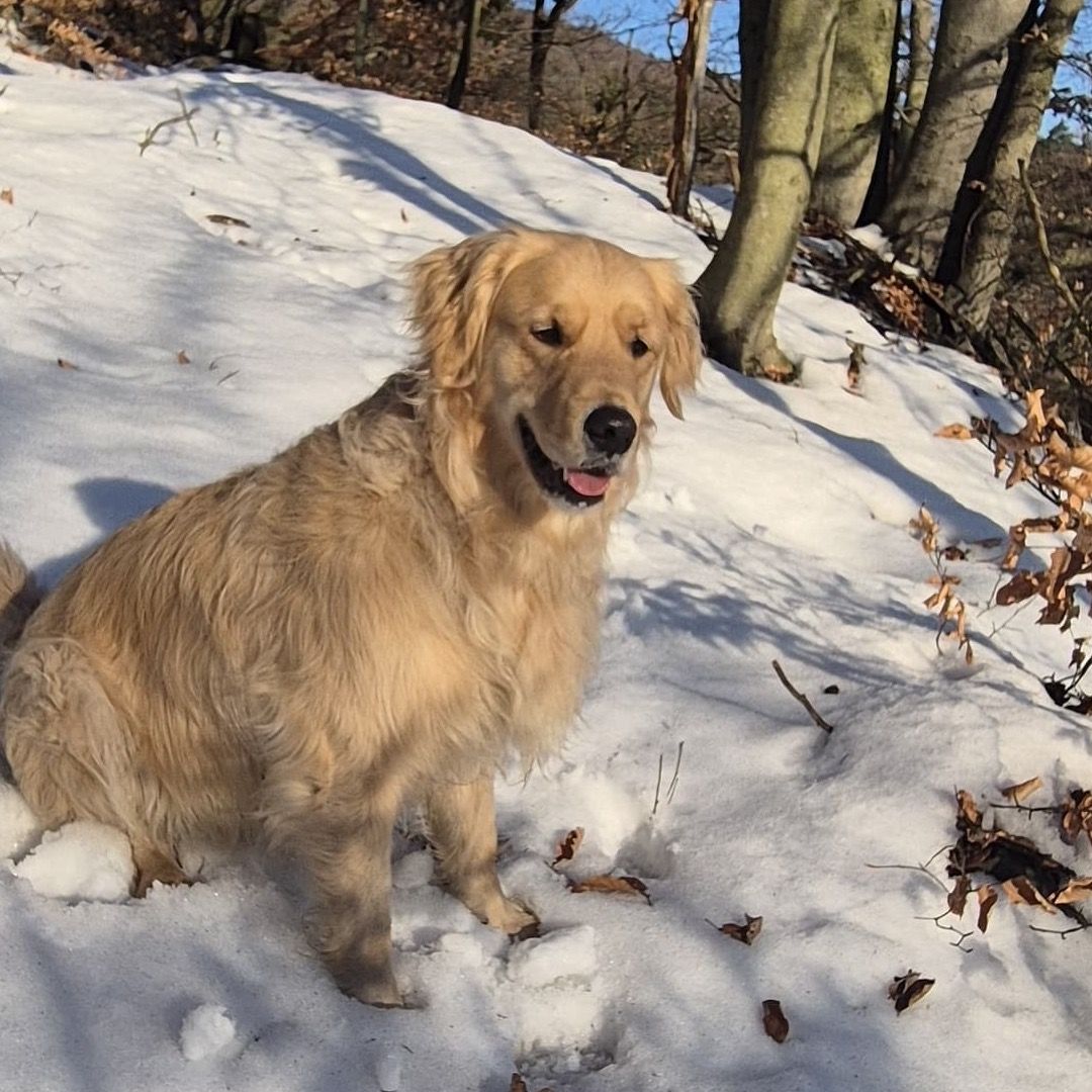 Soutěžní fotografie - Kejsi,  Zlatý retriever