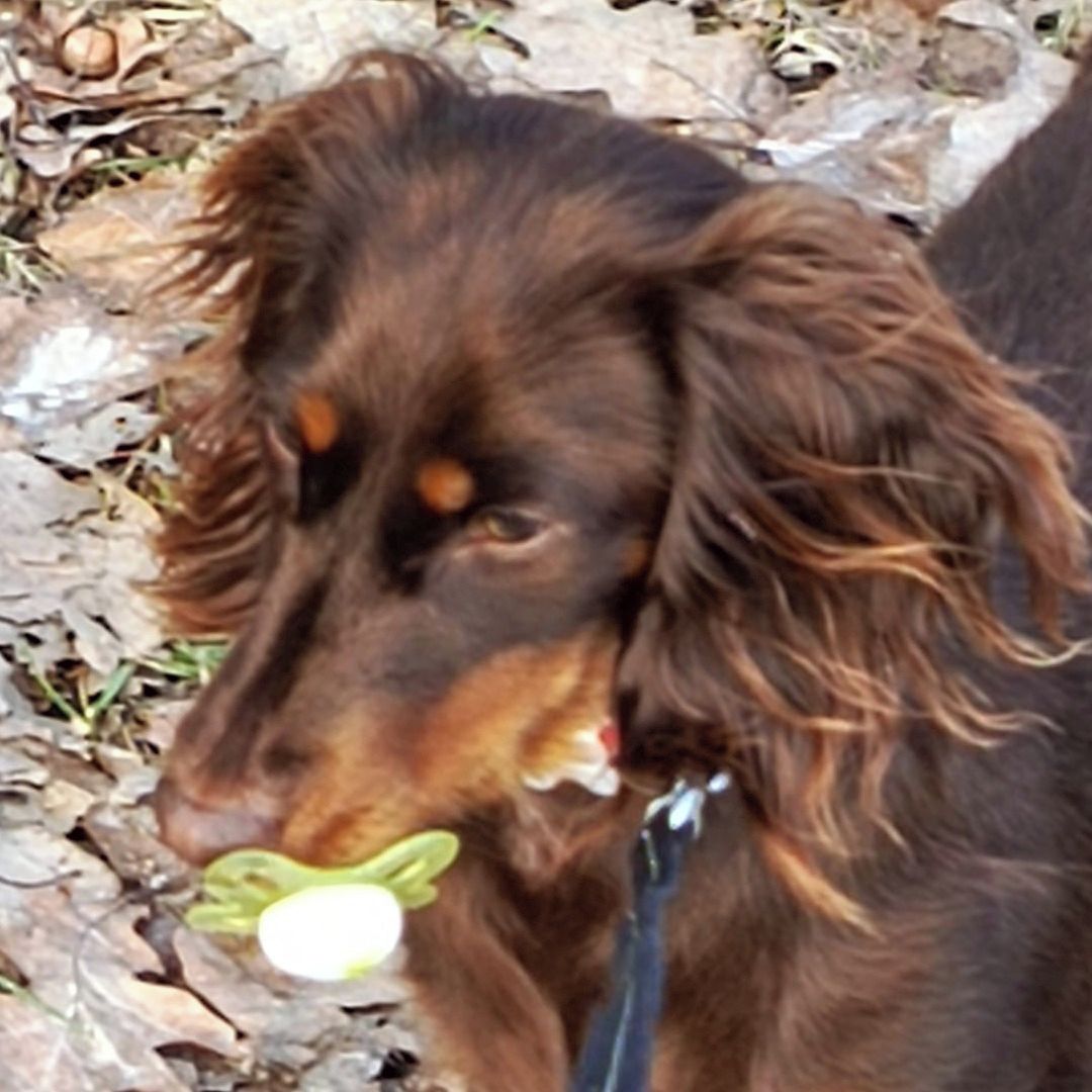 Soutěžní fotografie - Andulka,  Jezevčík