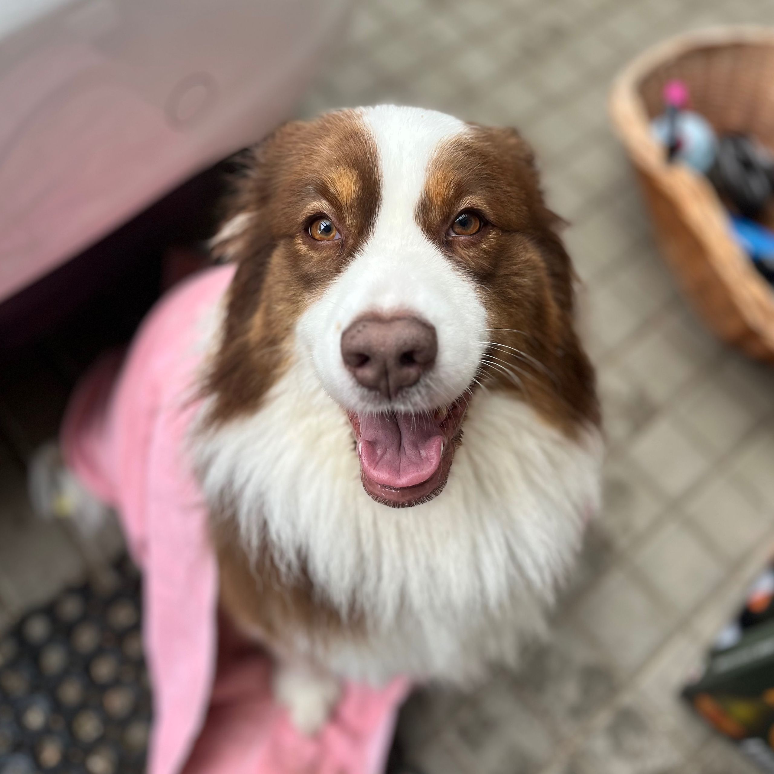 Soutěžní fotografie - Bailey,  Australský ovčák