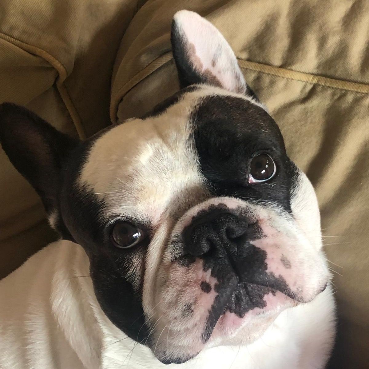 Soutěžní fotografie - Adam,  Francouzský buldoček