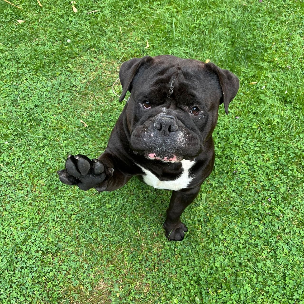 Soutěžní fotografie - Hugo Funes,  Kontinentální buldok