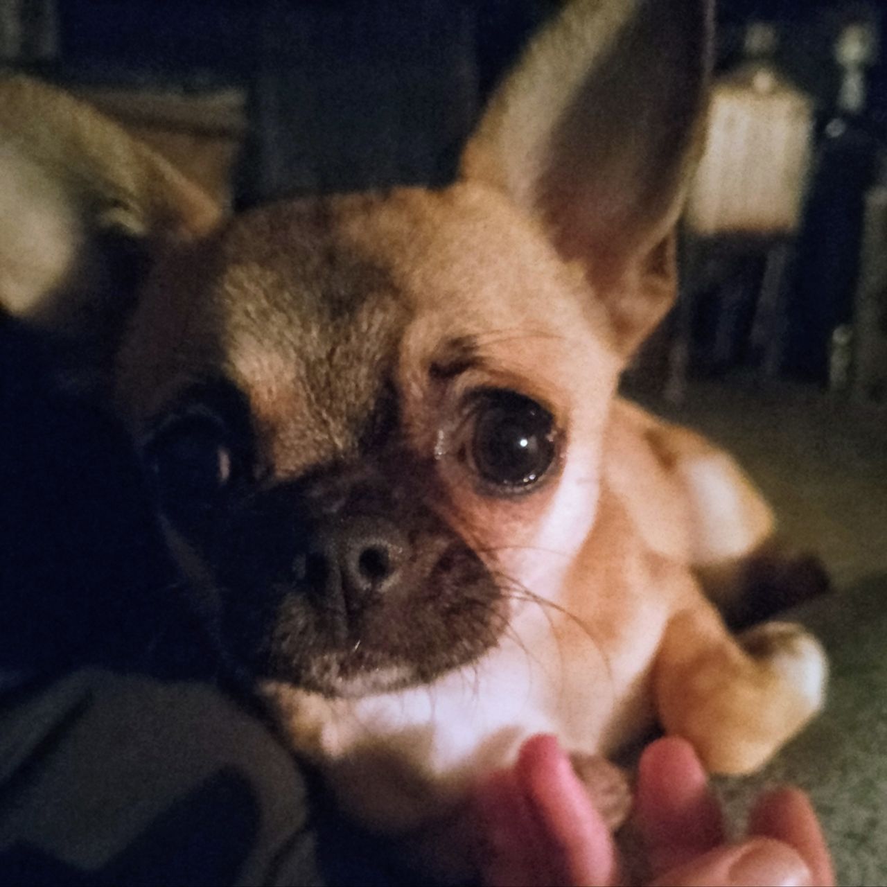 Soutěžní fotografie - Abby,  Čivava