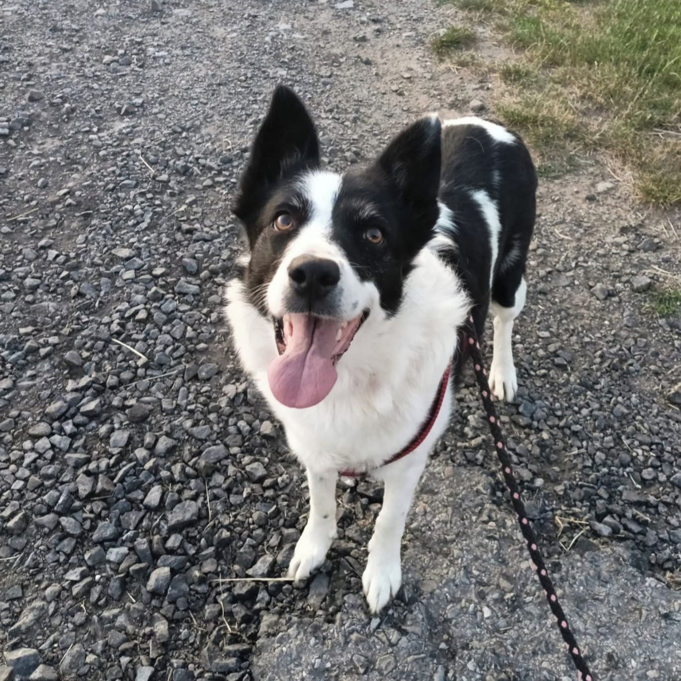 Soutěžní fotografie - Megí,  Border kolie