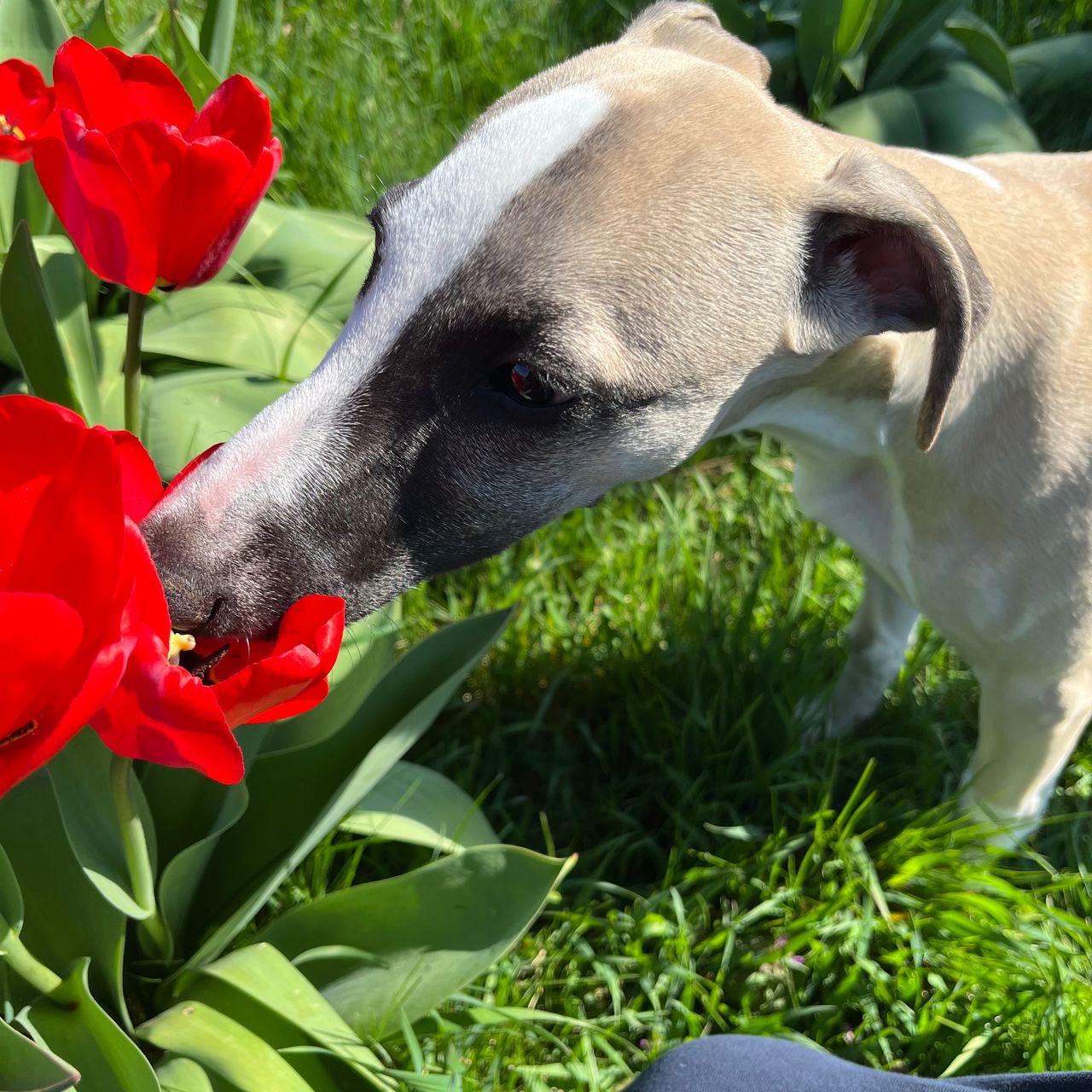 Soutěžní fotografie - Bombardino,  Whippet