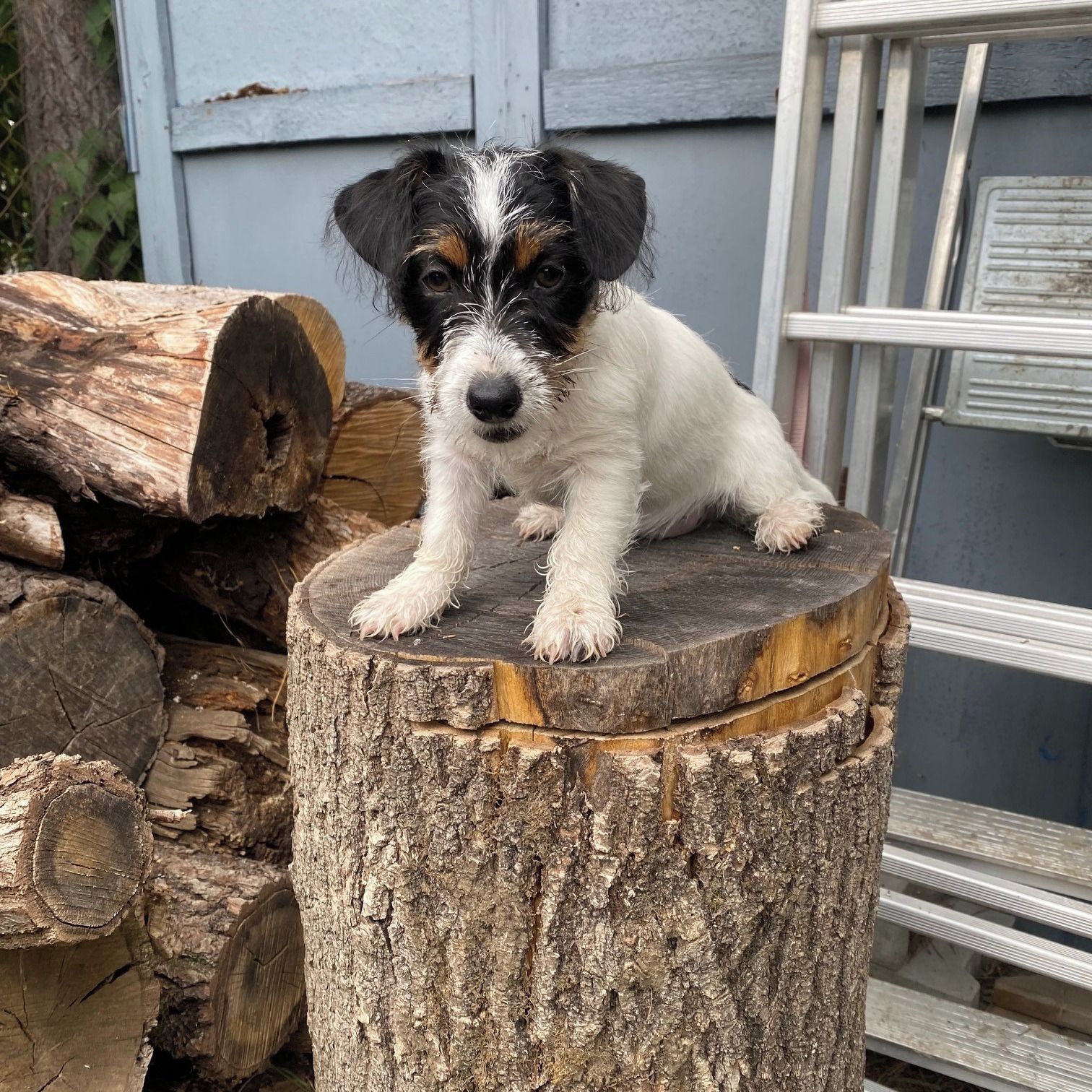 Soutěžní fotografie - Annie,  Jack Russell Teriér