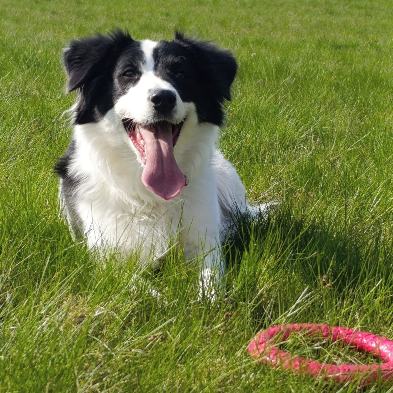 Soutěžní fotografie - Dix,  Border kolie