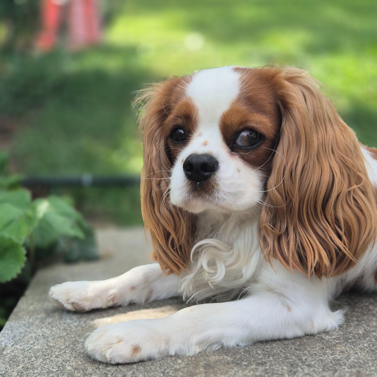Soutěžní fotografie - Willy,  Kavalír King Charles španěl