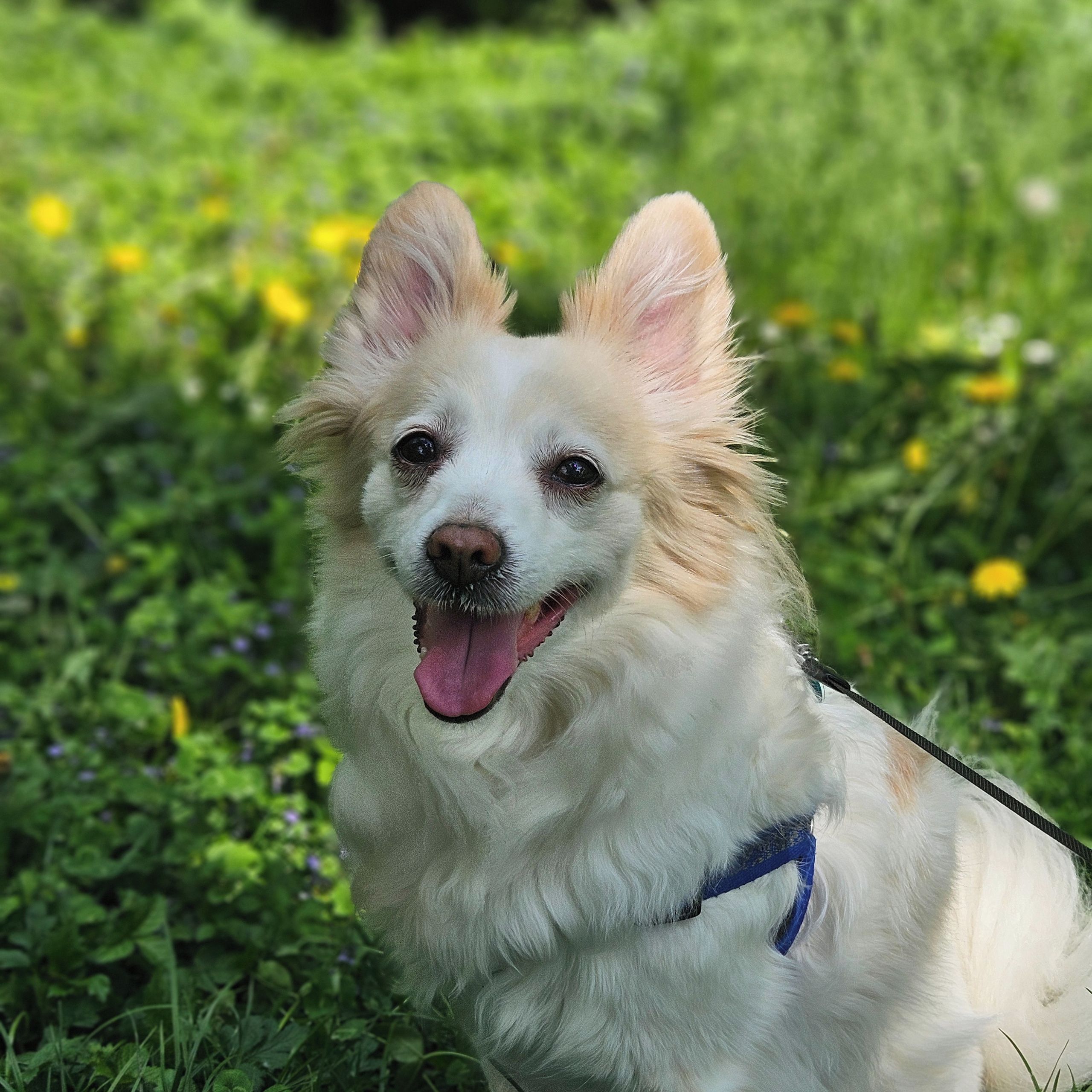 Soutěžní fotografie - Cory,  Německý špic střední