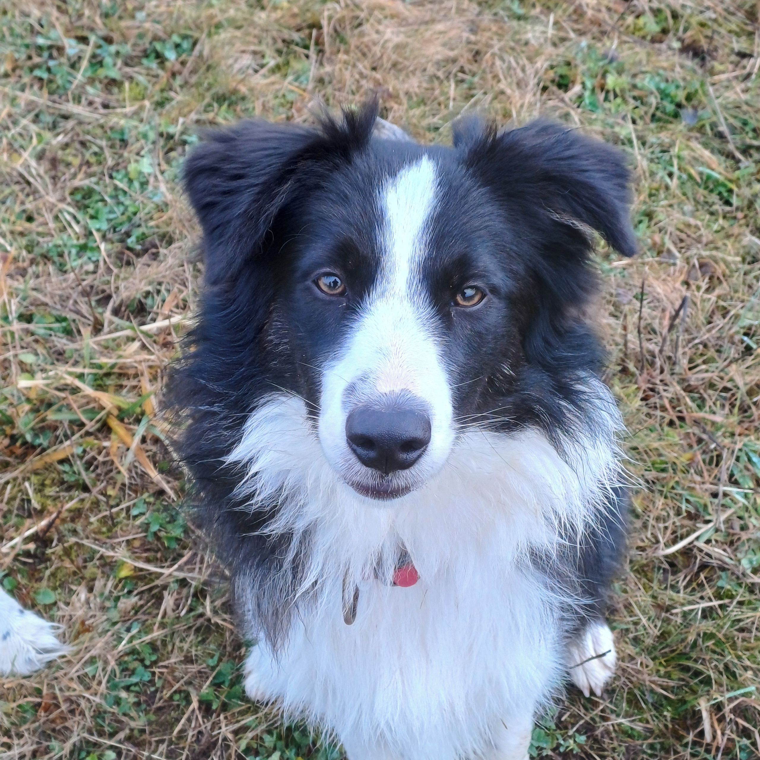 Soutěžní fotografie - Poopi,  Border kolie