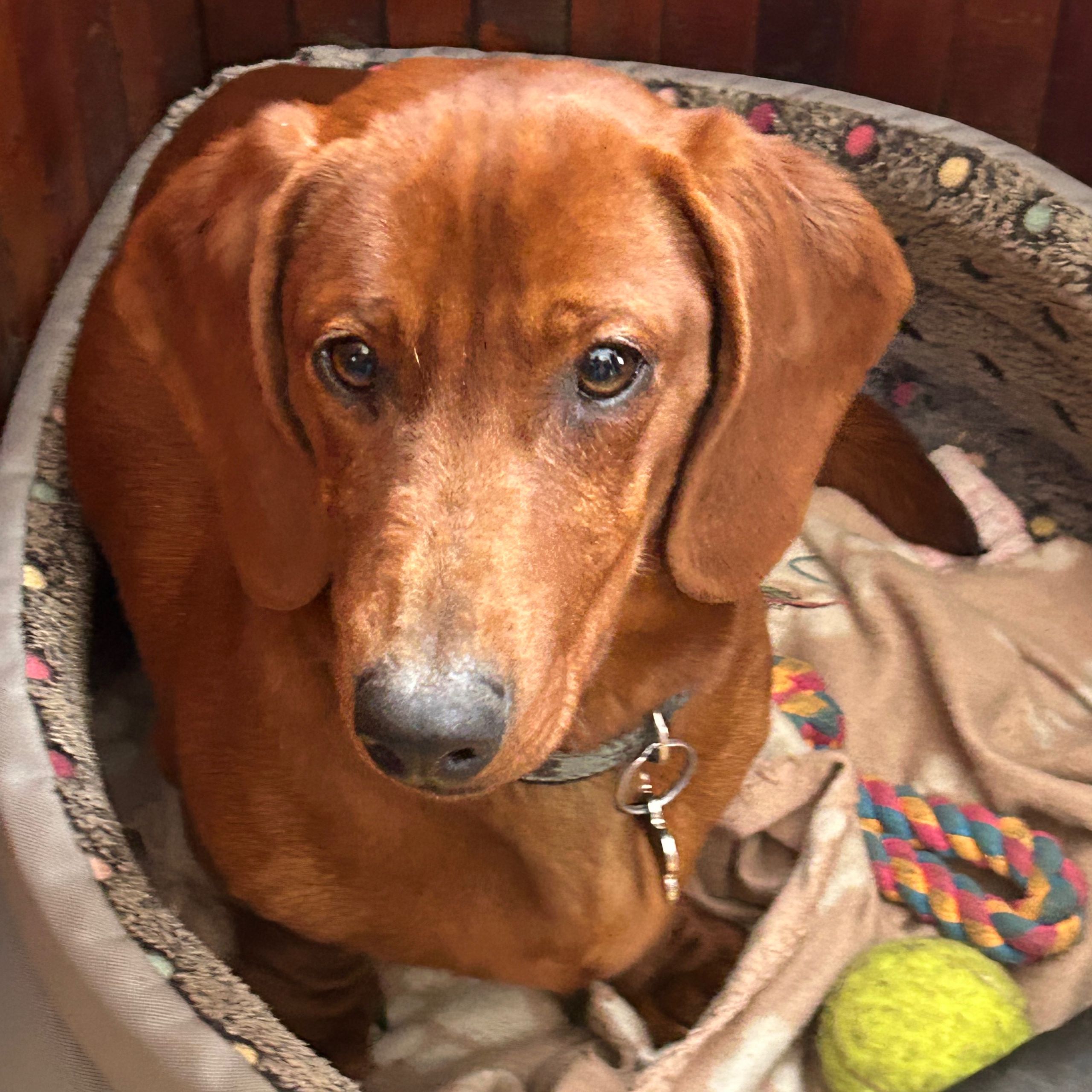 Soutěžní fotografie - Bady,  Jezevčík