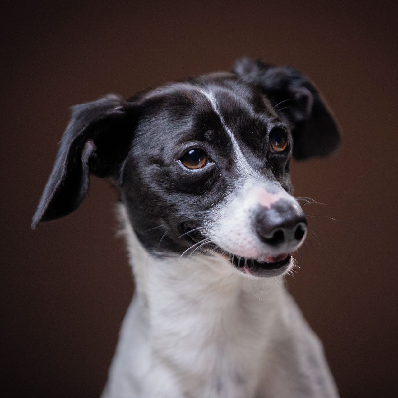 Soutěžní fotografie - Simír,  Ostatní