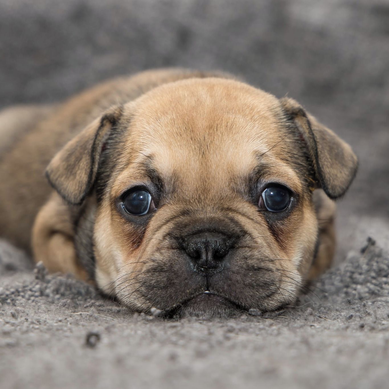 Soutěžní fotografie - Otylka,  Francouzský buldoček