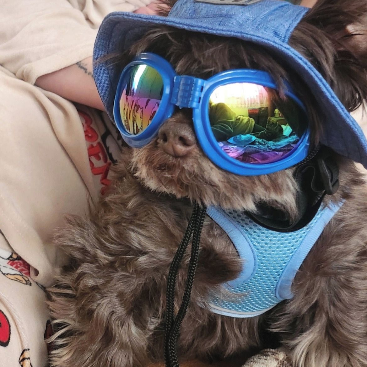 Soutěžní fotografie - Calvin Klein Bon Hiladen-Kevin,  Yorkšírský terier