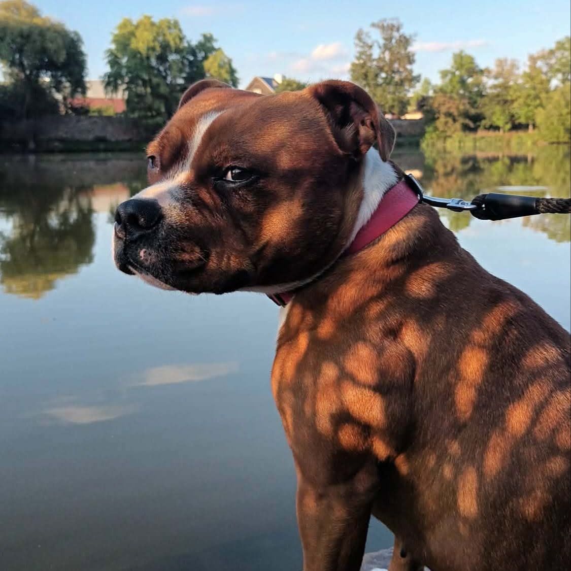 Soutěžní fotografie - Pepina,  Stafordšírský bullterier