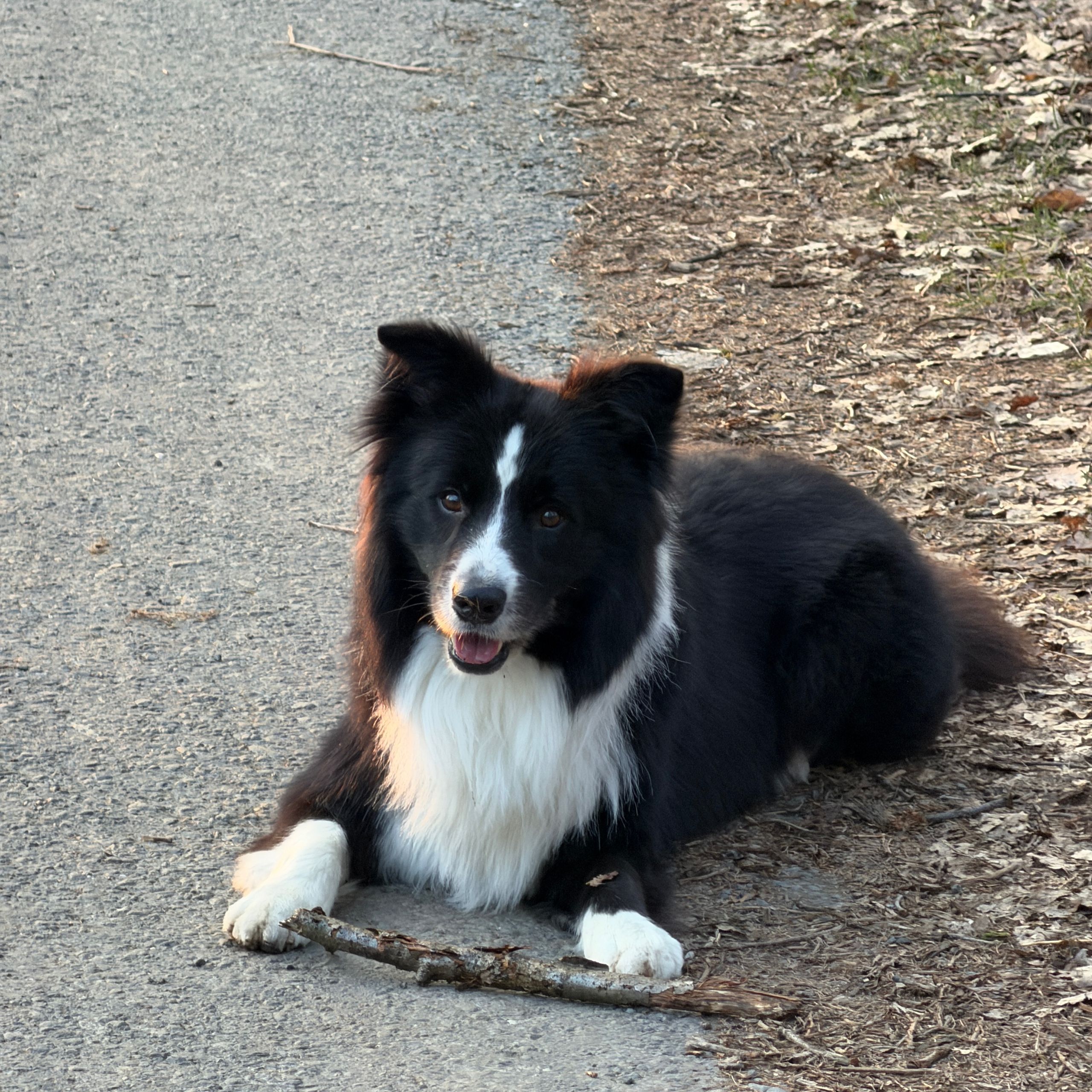 Soutěžní fotografie - Bucky,  Border kolie
