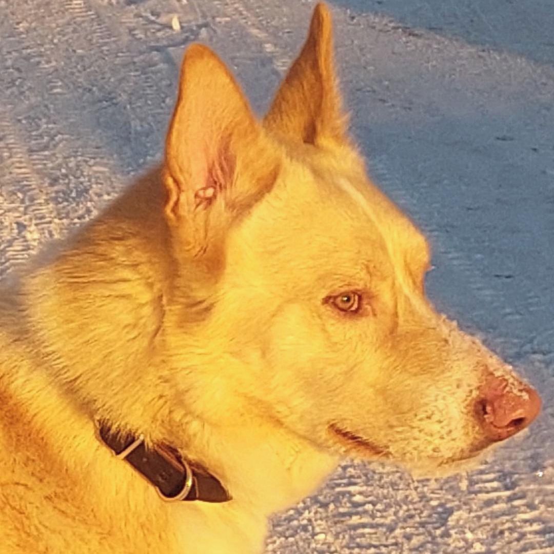 Soutěžní fotografie - Aiko Aljassky Hasky,  Ostatní