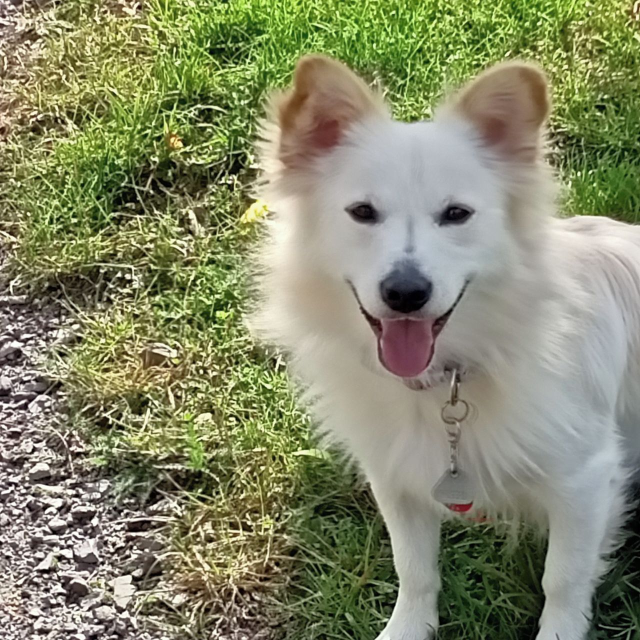 Soutěžní fotografie - Adámek,  Německý špic střední