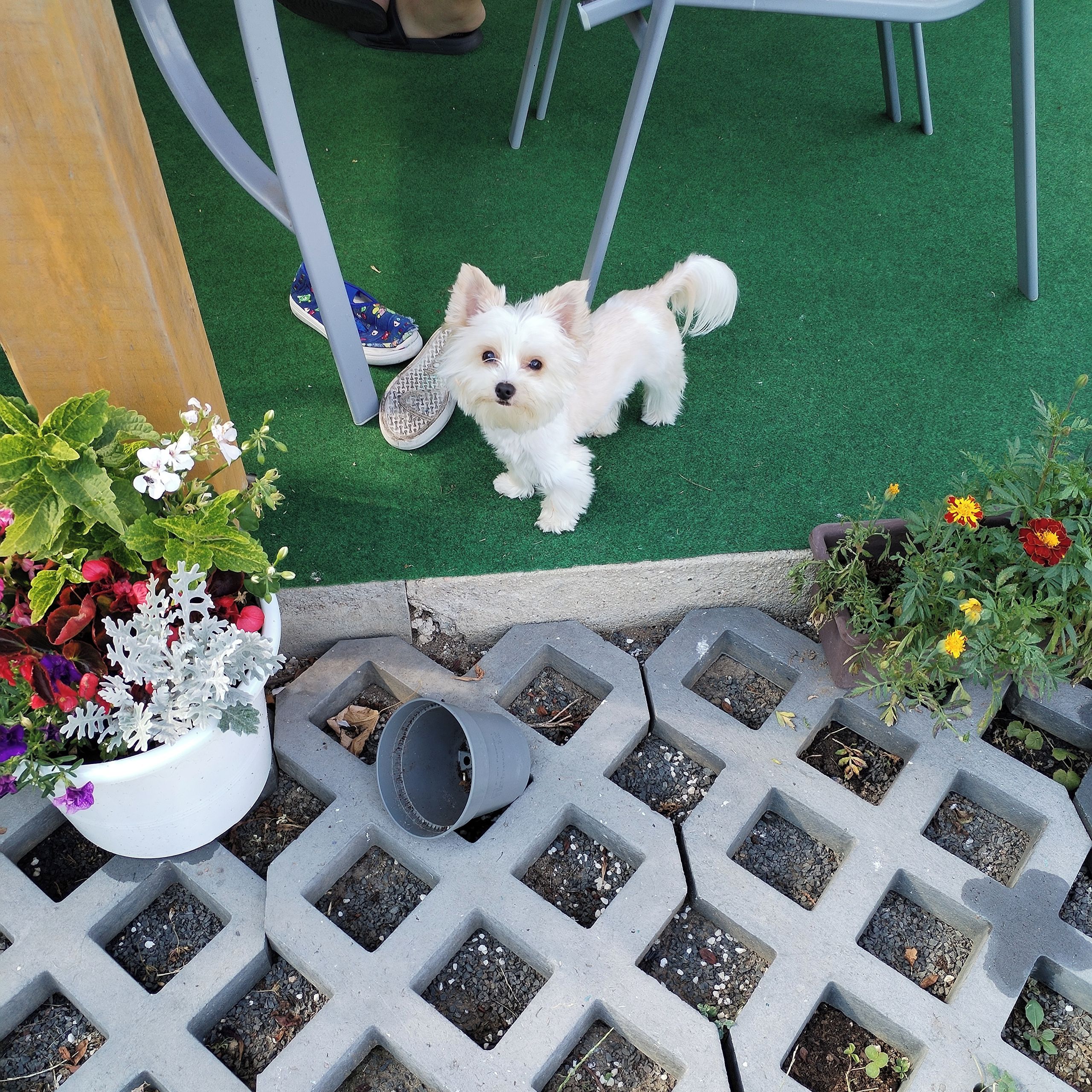 Soutěžní fotografie - Demminka,  Yorkšírský terier