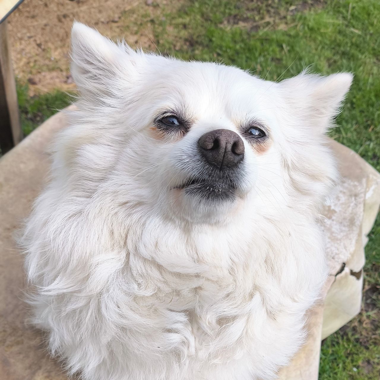 Soutěžní fotografie - Bela,  Německý špic