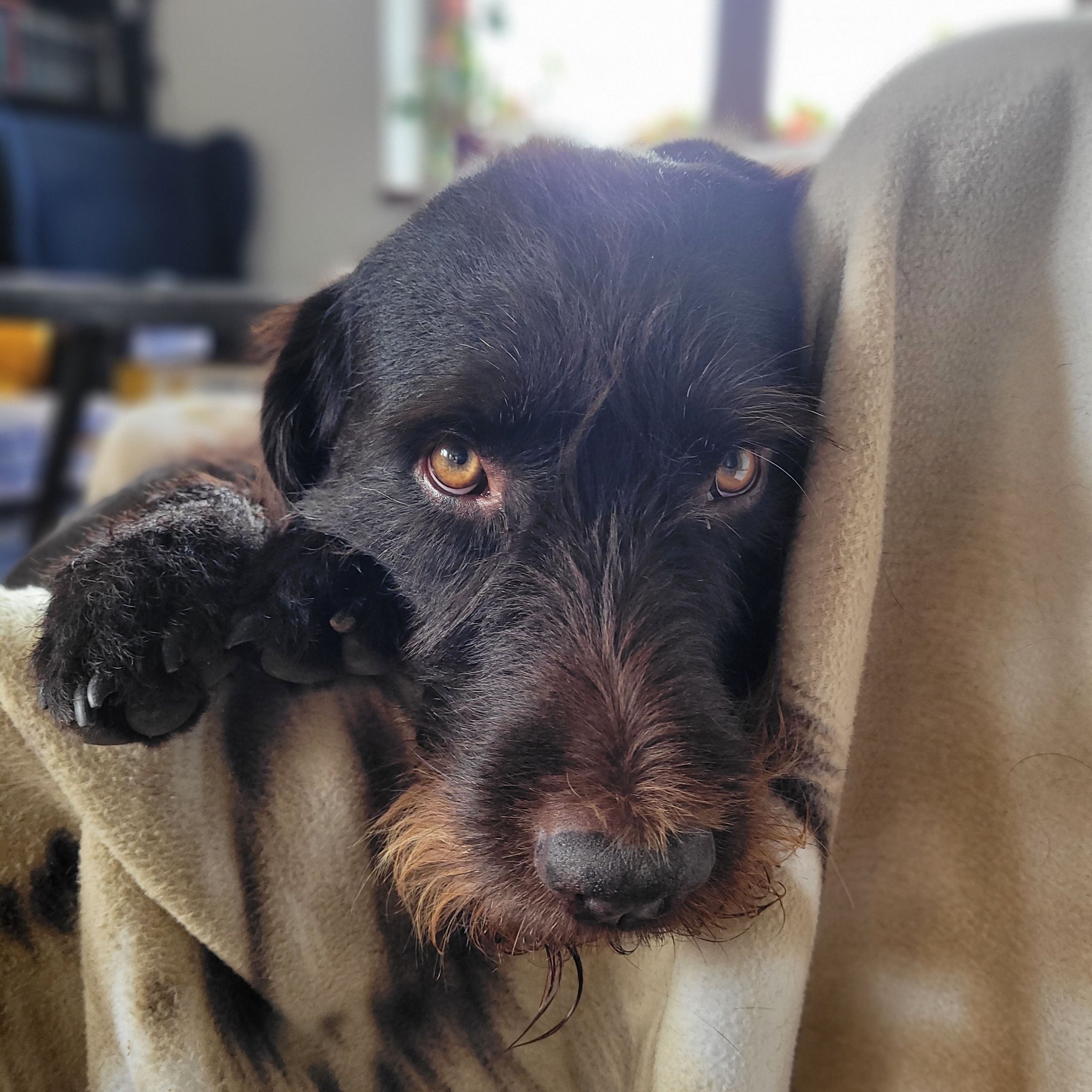 Soutěžní fotografie - Benouš,  Český fousek