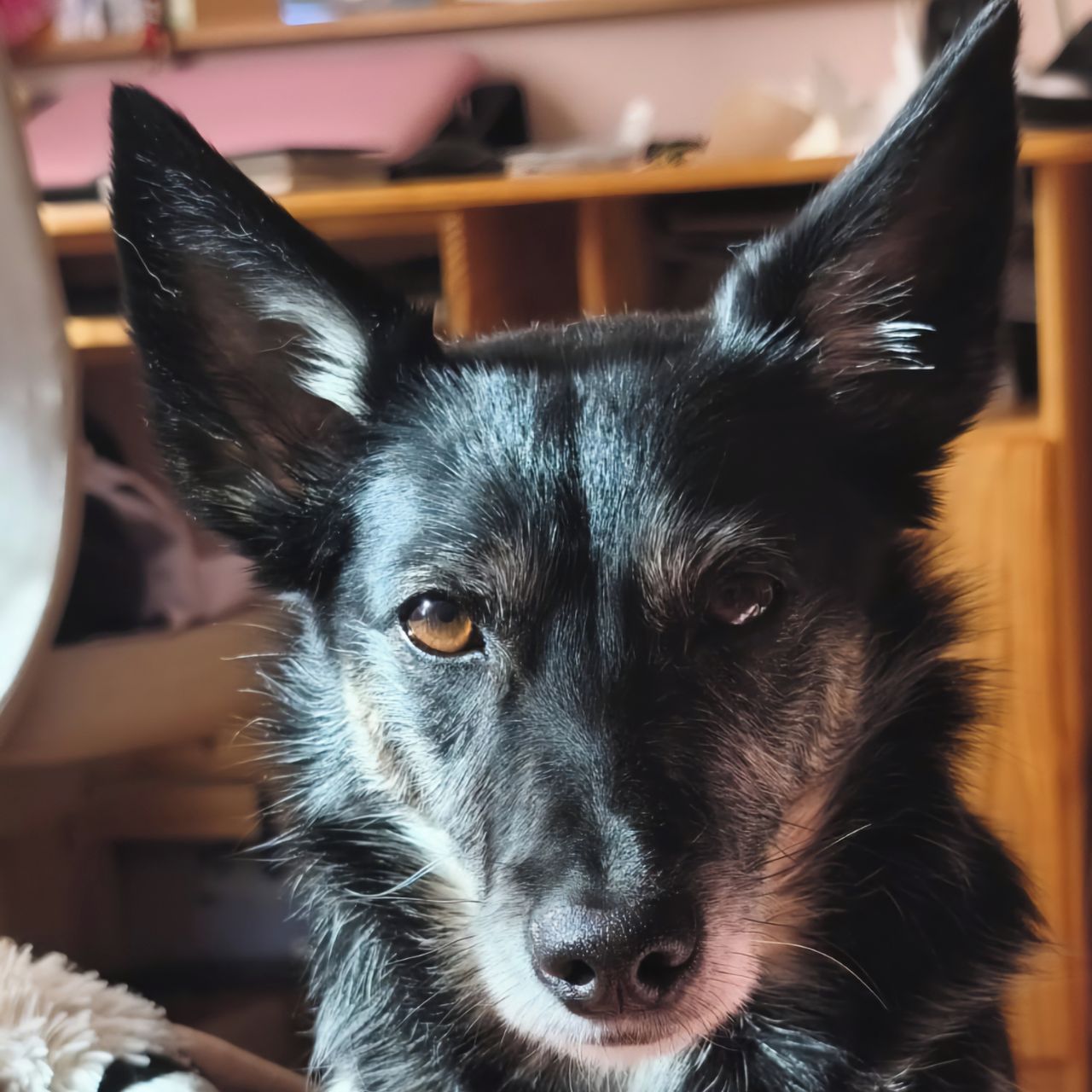 Soutěžní fotografie - Kora,  Ostatní