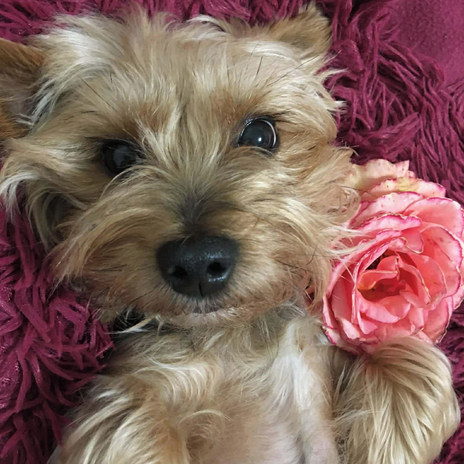 Soutěžní fotografie - Sindy,  Yorkšírský terier