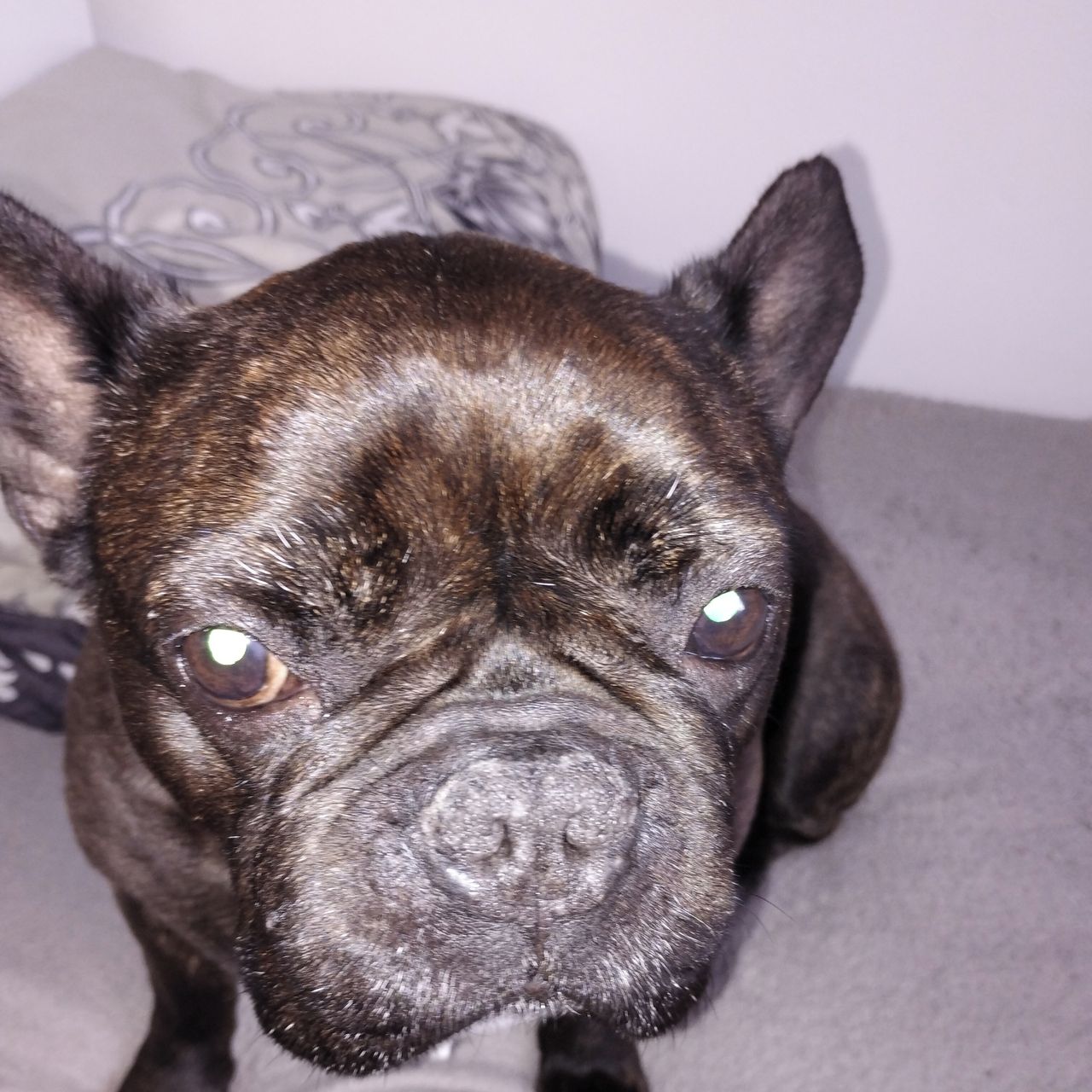 Soutěžní fotografie - Filip,  Francouzský buldoček