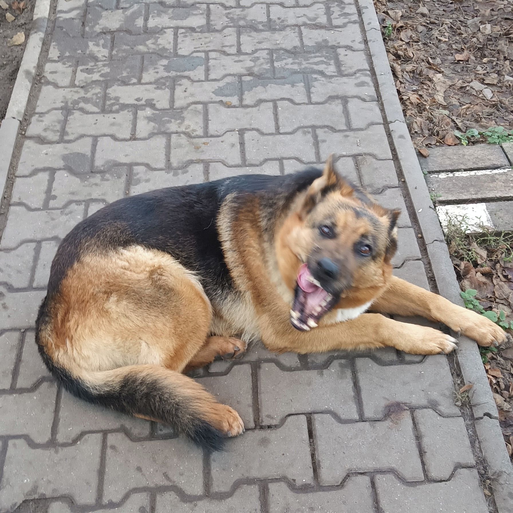 Soutěžní fotografie - Miška,  Německý ovčák