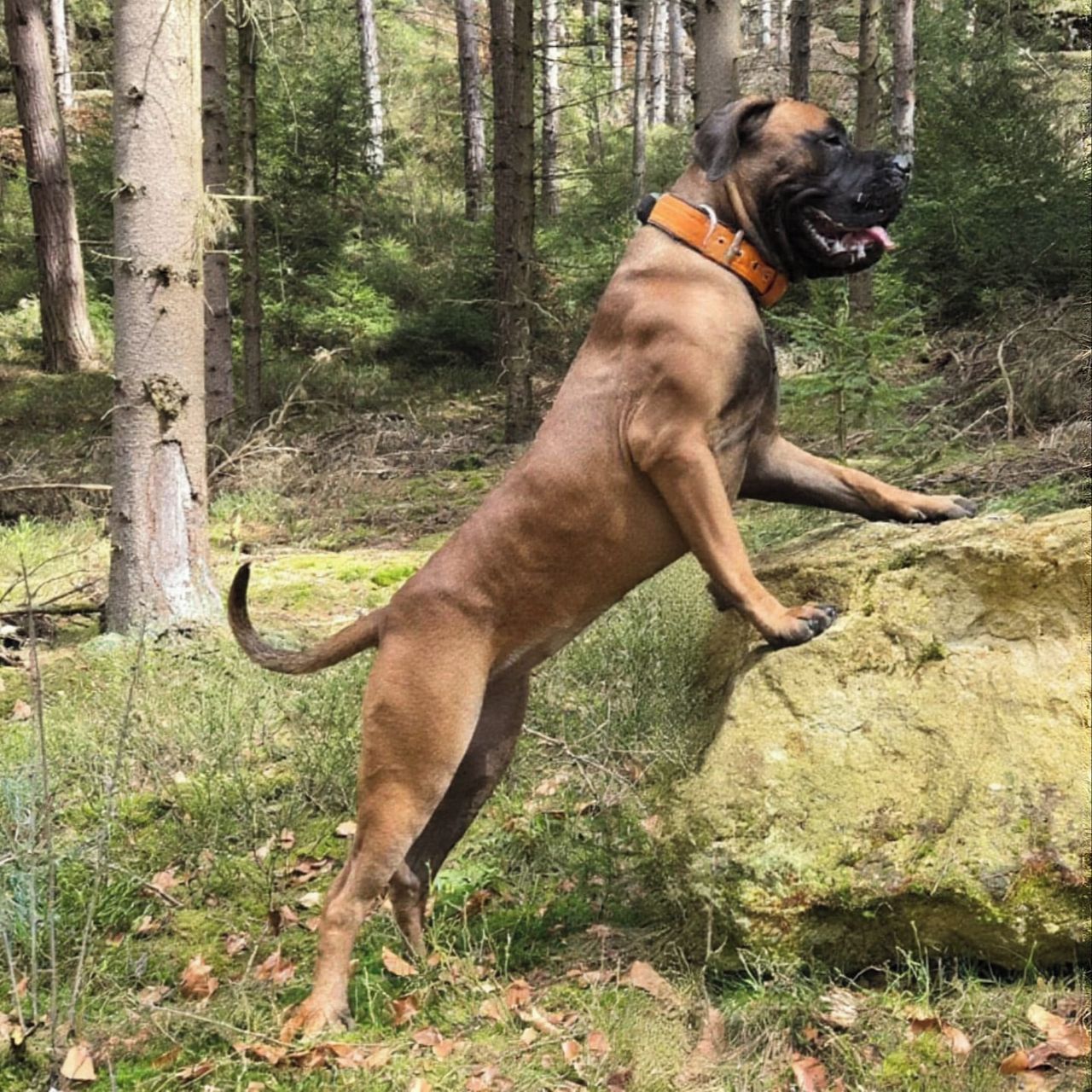 Soutěžní fotografie - Prada,  Búrský buldok