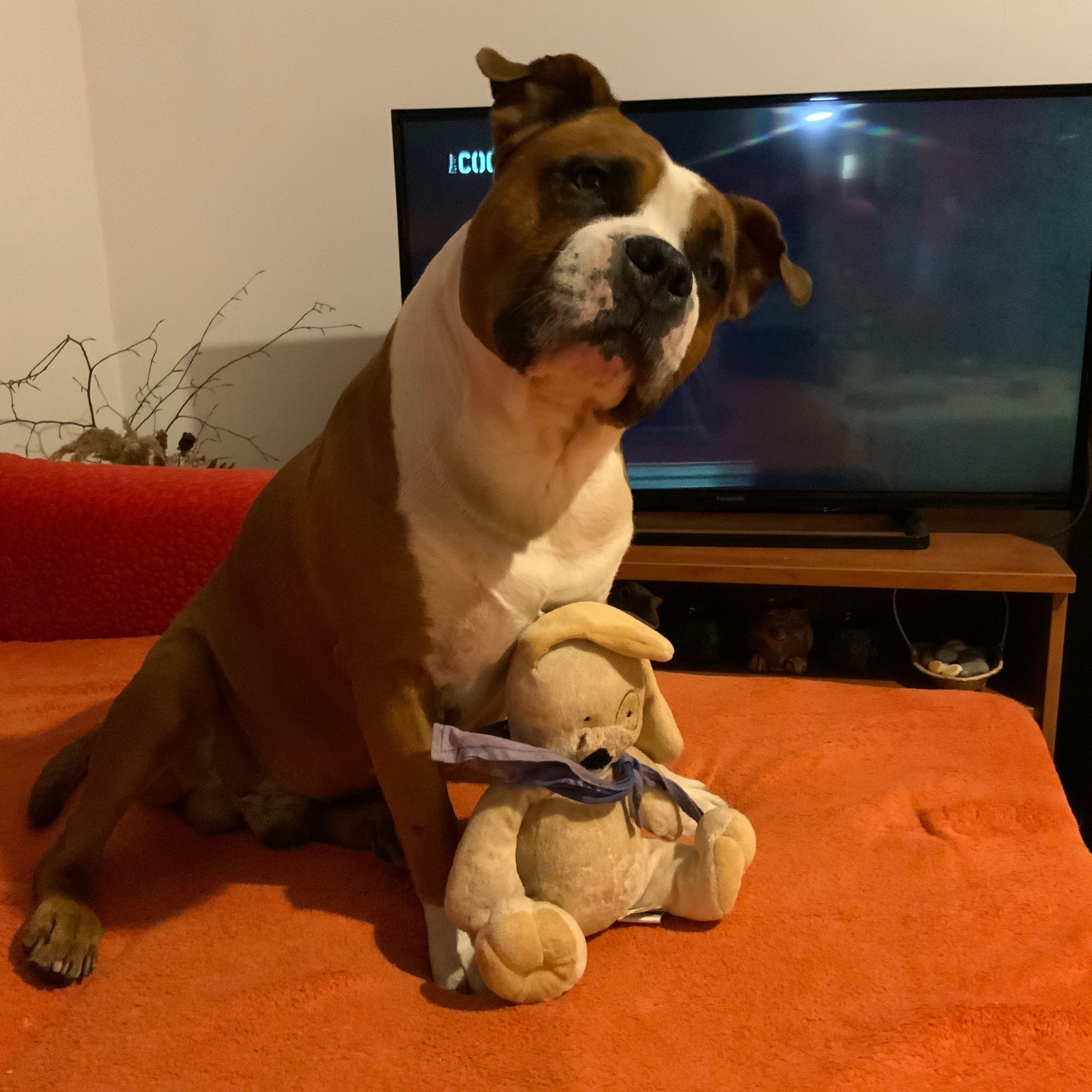 Soutěžní fotografie - Flame,  Americký stafordširský terier