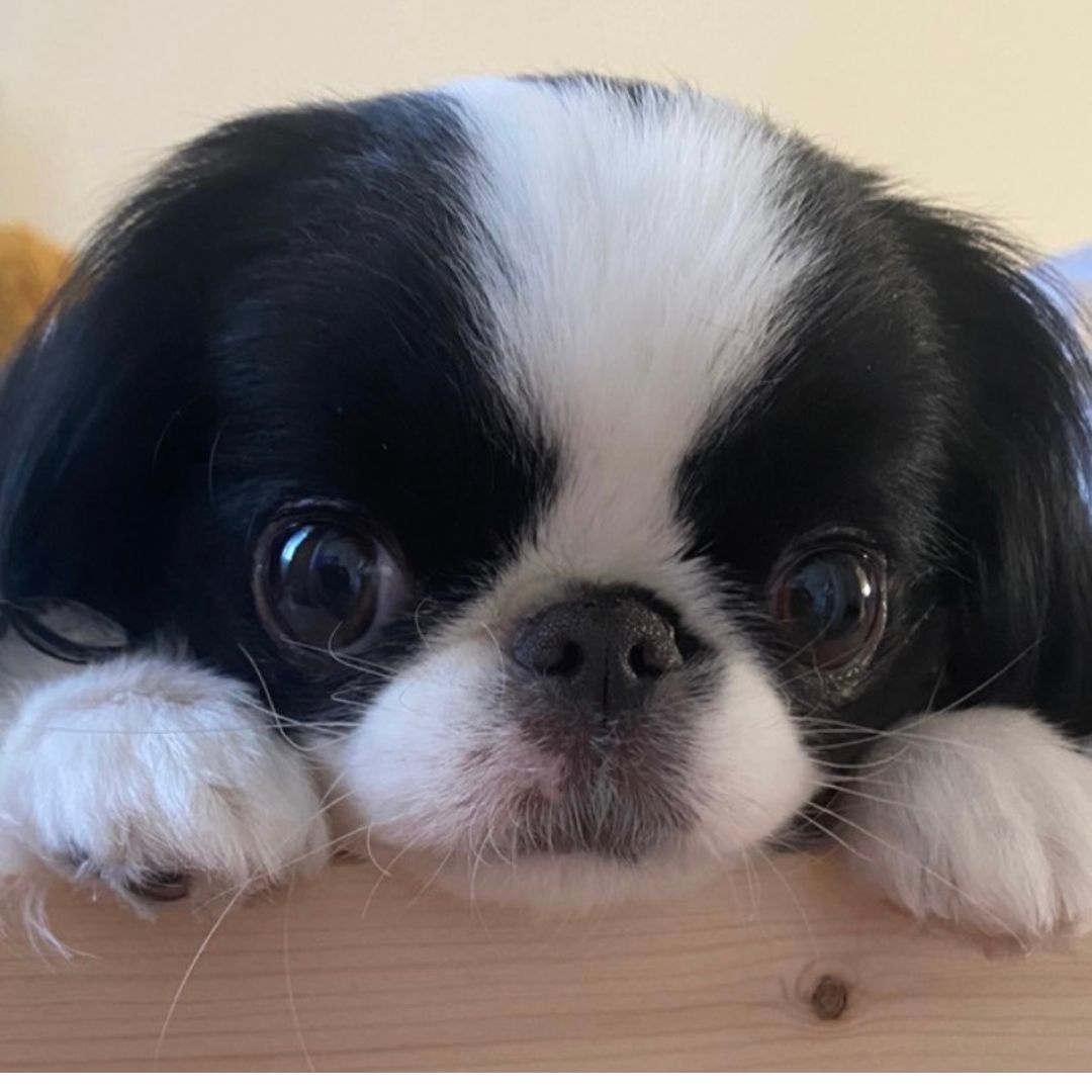 Soutěžní fotografie - Dorotka,  Japan-chin