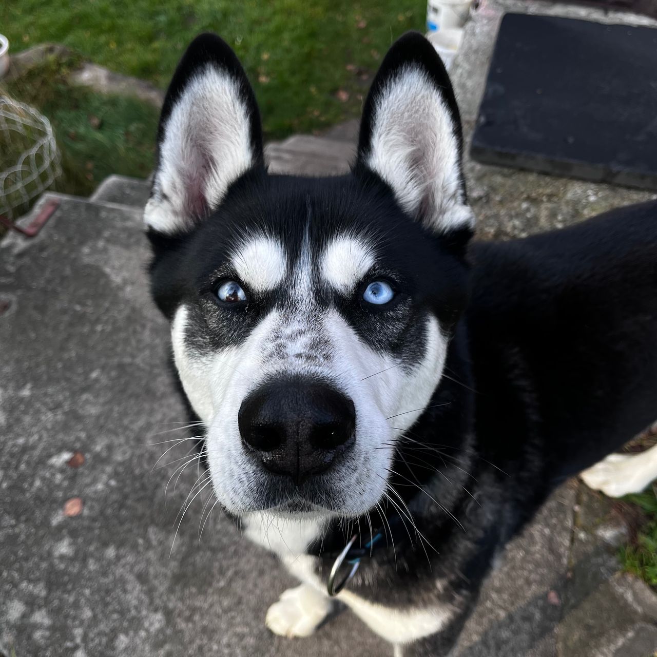 Soutěžní fotografie - Bak,  Sibiřský husky