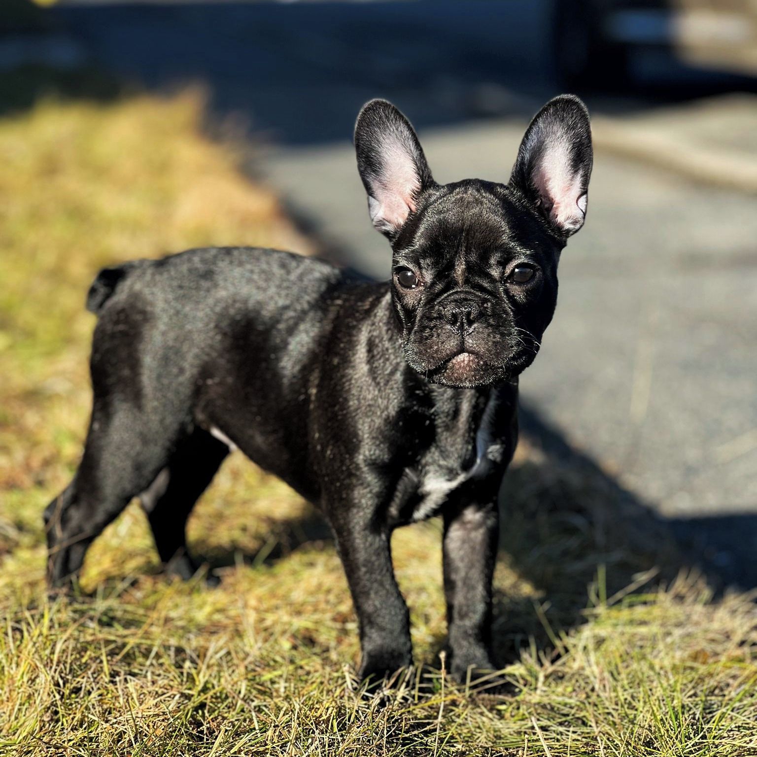 Soutěžní fotografie - Chilli,  Francouzský buldoček