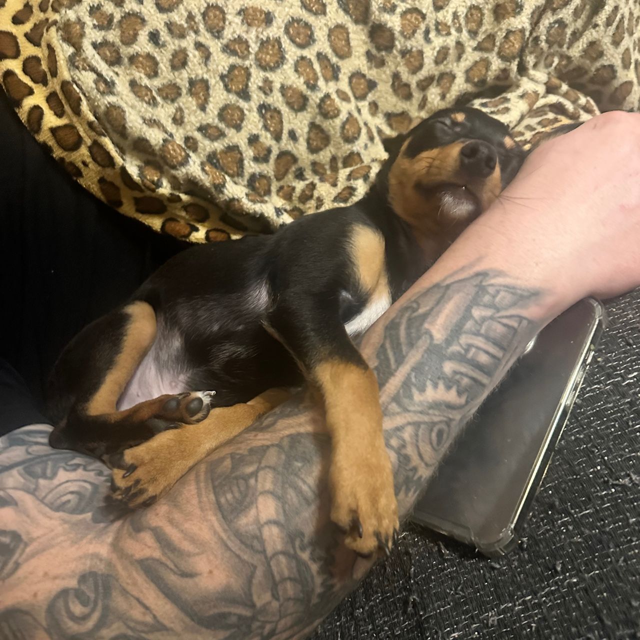 Soutěžní fotografie - Miša,  Německý špic trpasličí