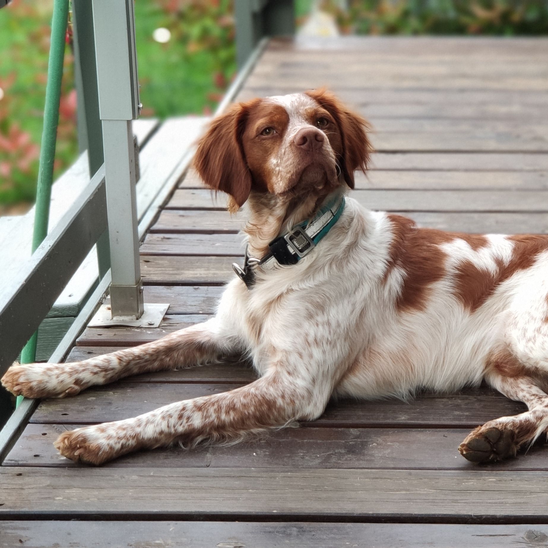 Soutěžní fotografie - Iggy,  Bretaňský ohař dlouhosrstý