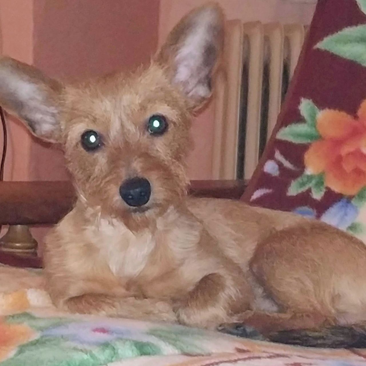 Soutěžní fotografie - Majk Tyson,  Ostatní